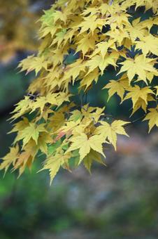 紅葉 紅葉 紅葉,秋,もみじの写真素材