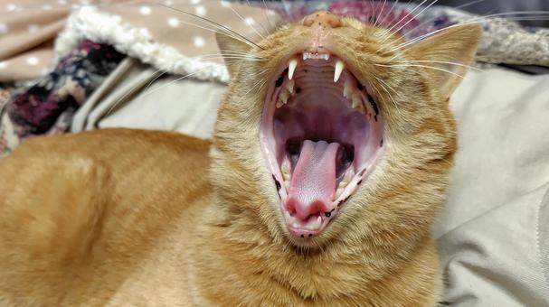 茶トラのあくび 猫,茶トラ,catの写真素材