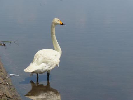 湖畔のオオハクチョウ 湖畔のオオハクチョウの写真