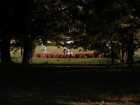 海の中道海浜公園のコキアの紅葉 海の中道海浜公園のコキアの紅葉 コキア,紅葉,赤コキアの写真素材