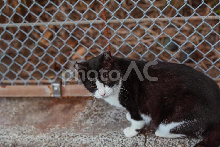 ほっと一息つきどうしようか考えるハチワレ ハチワレ猫,地域猫,サクラネコの写真素材