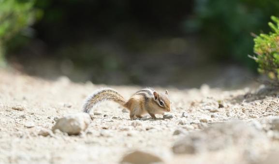 シマリスさん シマリスさん シマリス,小動物,リスの写真素材