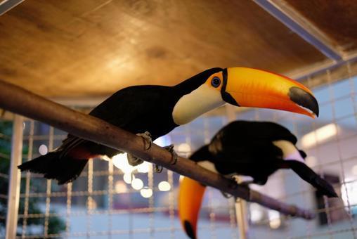 くりくりおめめのオニオオハシ オニオオハシ,鳥,オオハシの写真素材