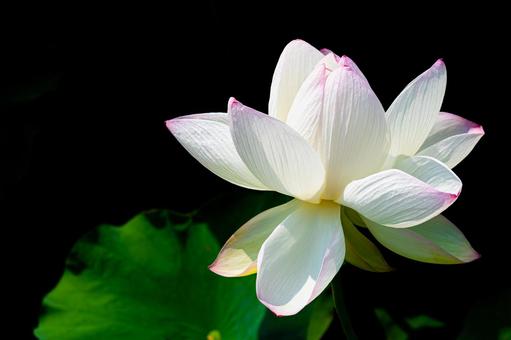 Photo, lotus flower, pink flowers, lotus, 