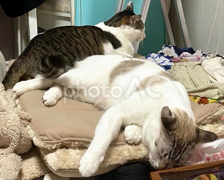 座布団で微睡むキジシロ猫とシャム系猫 猫,シャムトラ,キジシロの写真素材
