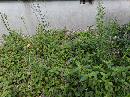夏の雑草 夏の雑草の写真