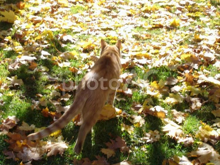 黄金色の猫と落ち葉 野良猫,黄金色,黄金色の猫の写真素材