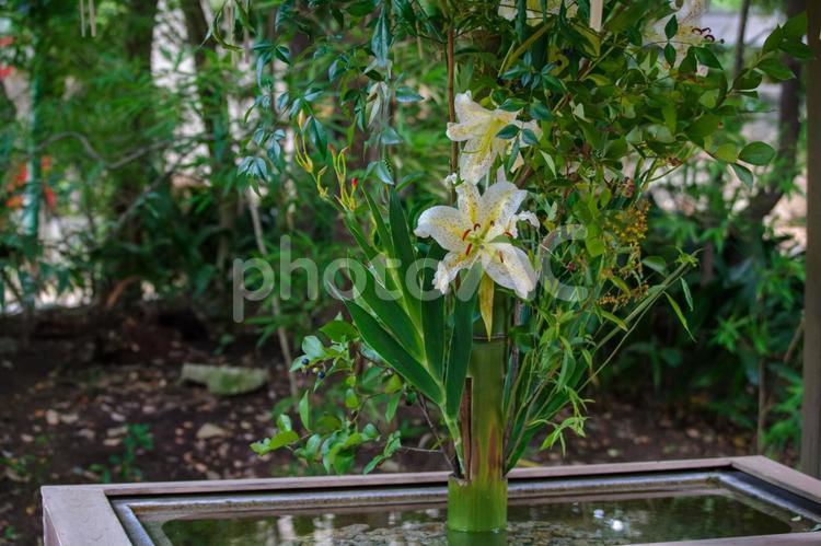 東京赤坂の氷川神社にある手水舎の百合 百合,いける,ダイナミックの写真素材