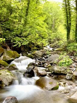 渓流 渓流,源流,山の写真素材