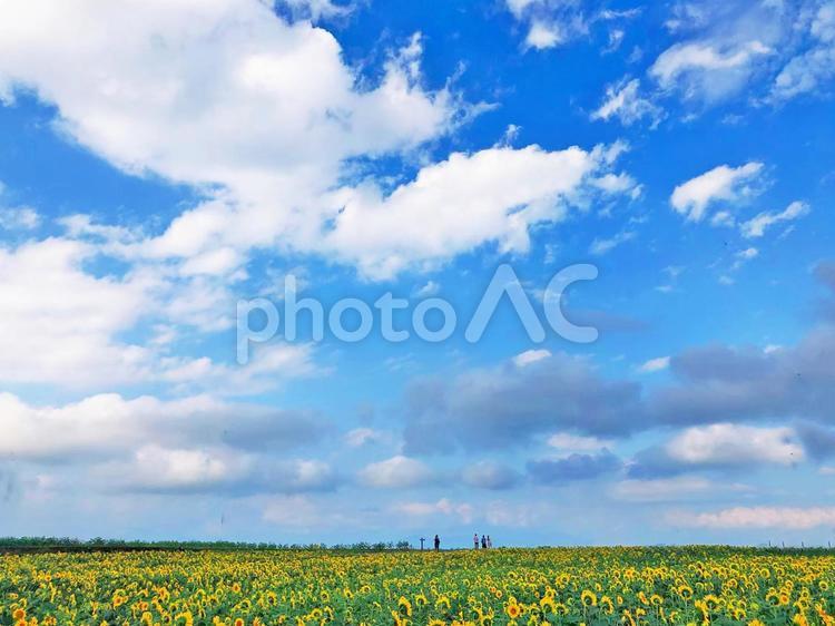 夏の旅行のイメージ 夏,ひまわり,向日葵の写真素材
