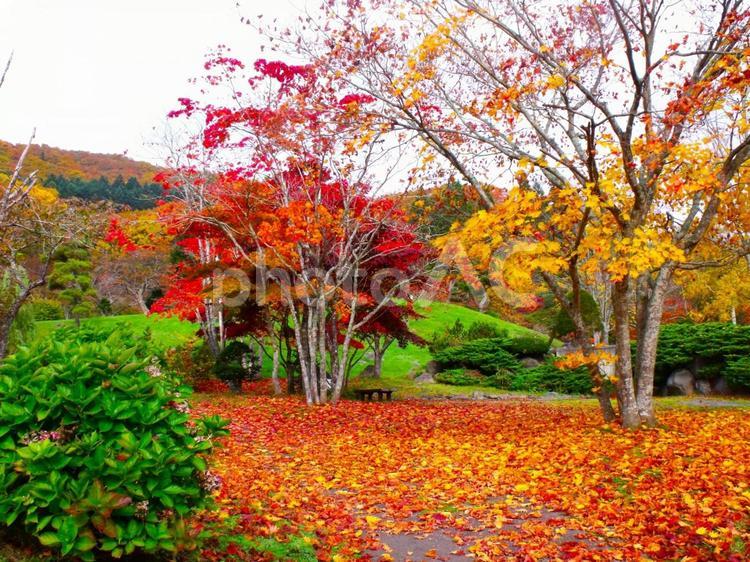 ある公園の、紅葉の絨毯。 公園,紅葉,絨毯の写真素材