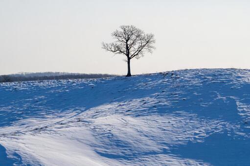 朝光が描く冬の丘陵の陰影と一本木 雪原,丘陵,一本の木の写真素材