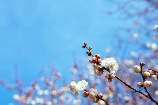 梅 梅の写真