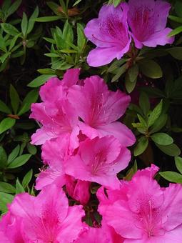 満開のピンクのツツジ ツツジ,躑躅,花の写真素材