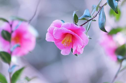 美しいピンクの山茶花 美しいピンクの山茶花 花,山茶花,植物の写真素材