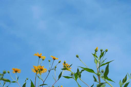 秋の空と花 秋の空と花の写真