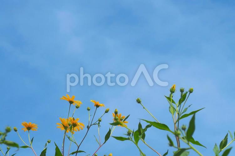 秋の空と花 秋の空,空,風景の写真素材