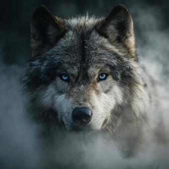こちらを見つめる、灰色のオオカミ こちらを見つめる、灰色のオオカミの写真