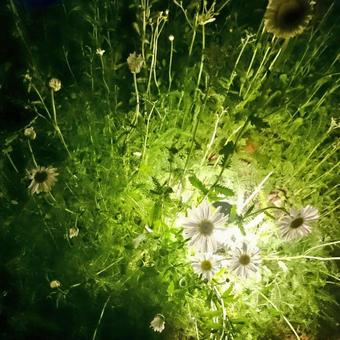 花 花の写真