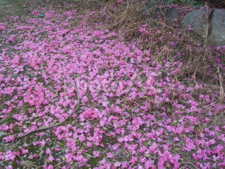山形　花びら　あじさい　はなみずき　赤い花　白い花 山形,花びら,あじさいの写真素材