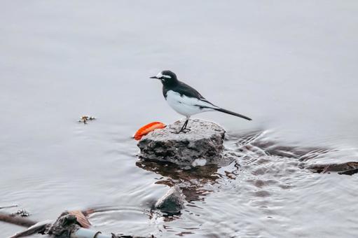 中々良き眺めです セグロセキレイ,野鳥,小鳥の写真素材