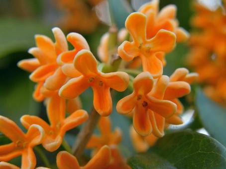 香るキンモクセイの花_11 キンモクセイ,金木犀,花の写真素材