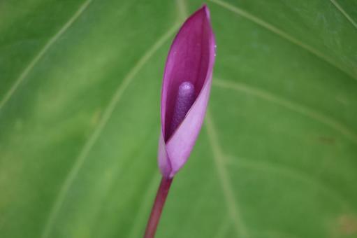 アンスリウムの紫色の花のアップの写真