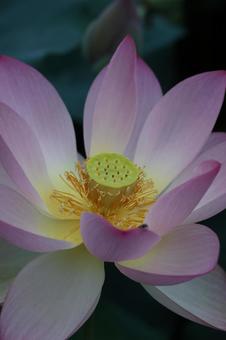 Photo, lotus flower, lotus, a lotus, 