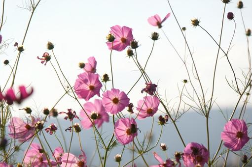 コスモス コスモス,秋桜,秋の写真素材
