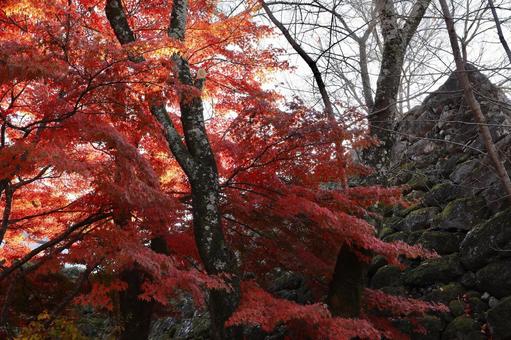 紅葉　長野県　懐古園 紅葉,長野県,懐古園の写真素材
