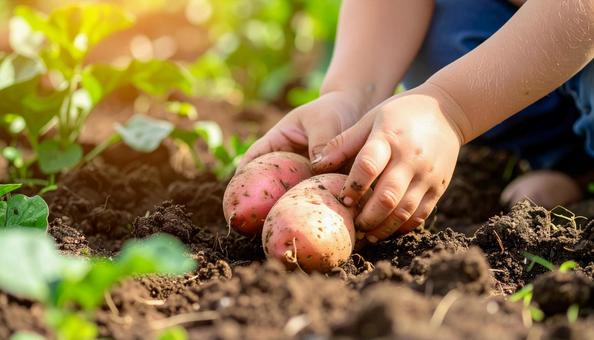 サツマイモ掘りをする子供の手 顔無し サツマイモ掘りをする子供の手 顔無しの写真