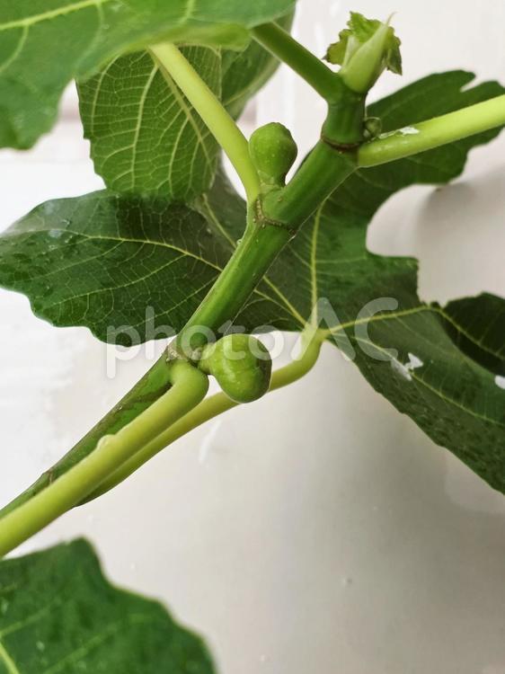 植物　いちじく 植物,イチジク,いちじくの写真素材