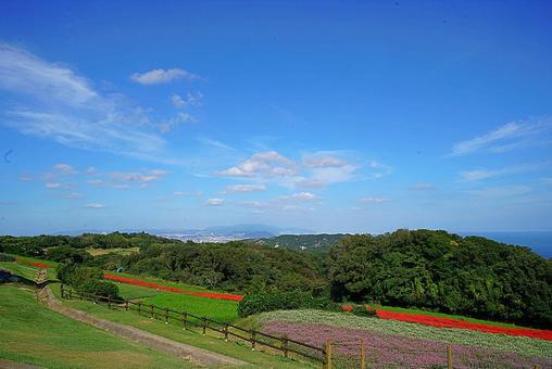 淡路島　あわじ花さじき57　サルビア 兵庫県,あわじ花さじき,サルビアの写真素材