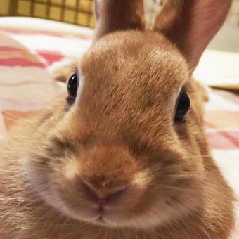 うさぎの正面顔 うさぎ,ウサギ,かわいいの写真素材