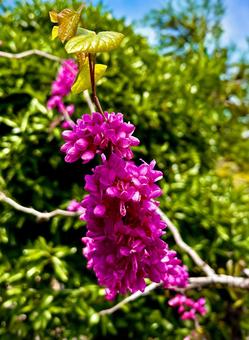 満開のハナズオウ 満開のハナズオウ 花,植物,造園の写真素材