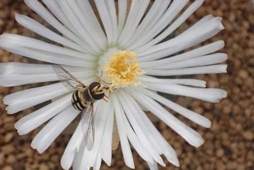 花と虫 美しい,自然,植物の写真素材