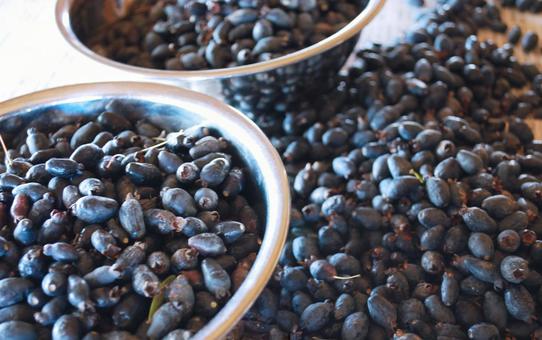 収穫された沢山のマートルの実　アップ ハーブ,実,秋の写真素材