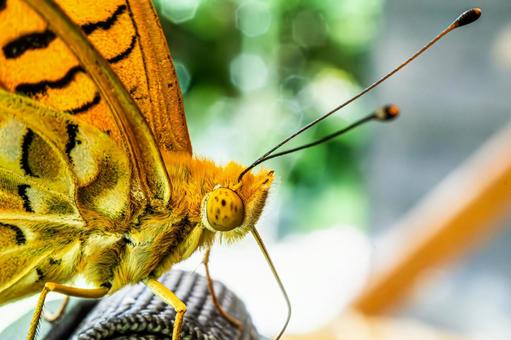 A close-up of a swallowtail butterfly, JPG A close-up of a swallowtail butterfly, JPG