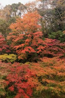 紅葉 紅葉,養老渓谷,筒森もみじ谷の写真素材