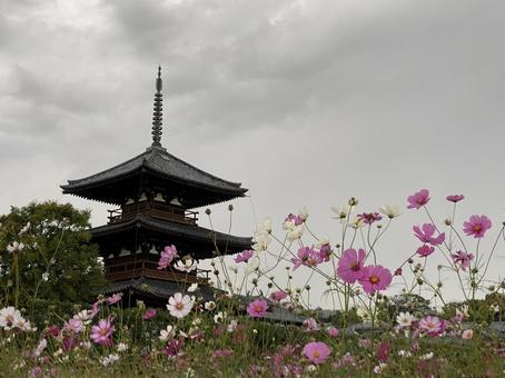 法起寺とコスモス 法起寺とコスモスの写真
