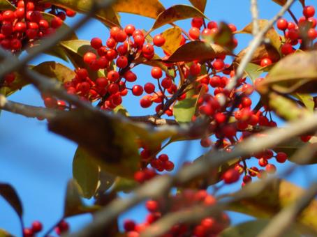 赤い実 赤い実の写真