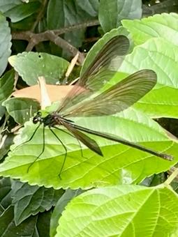Butterfly dragonfly, JPG Butterfly dragonfly, JPG