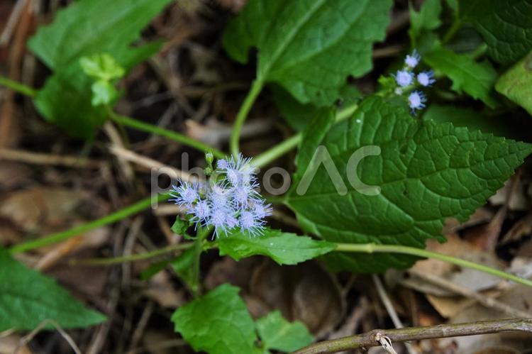 アゲラタム アゲラタム,草花,青の写真素材
