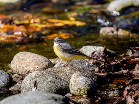 水辺のキセキレイ キセキレイ,屋外,風景の写真素材