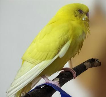インコ セキセイインコ,インコ,ルチノーの写真素材