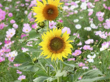 コスモス畑に咲くヒマワリのクローズアップ ヒマワリ,ひまわり,向日葵の写真素材