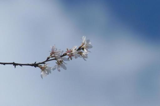Photo, sky, cherry blossoms, cloud, 