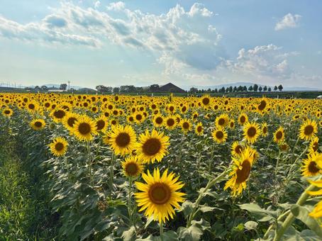 夏の景色 夏の景色の写真