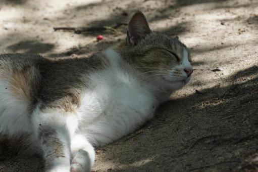 ねこ 箱座り,飼い猫,家猫の写真素材