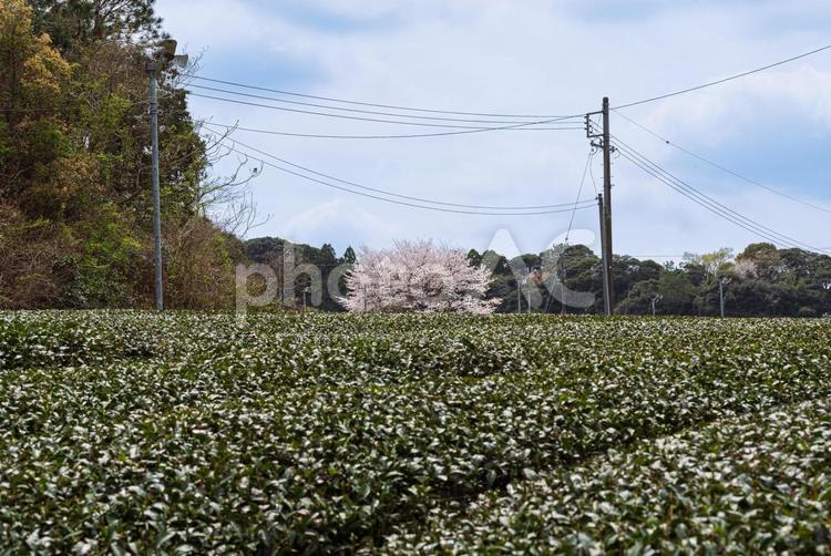 茶畑越しの美しい一本桜 一本桜,桜,sakuraの写真素材
